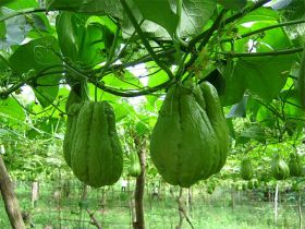 chayote – Best Places In The World To Retire – International Living